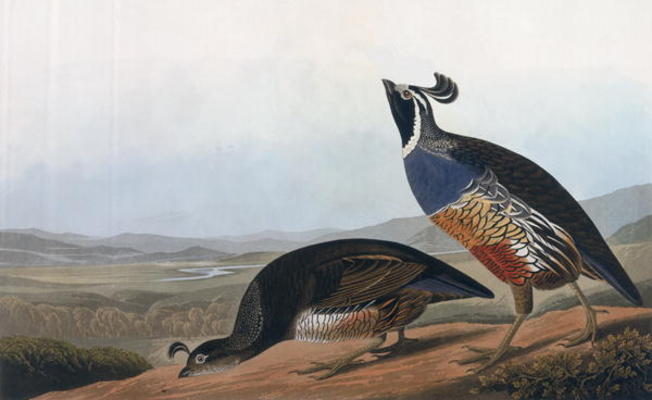 Californian Partridge, from 'Birds of America', engraved by Robert Havell (1793-1878) 1838 (coloured from John James Audubon