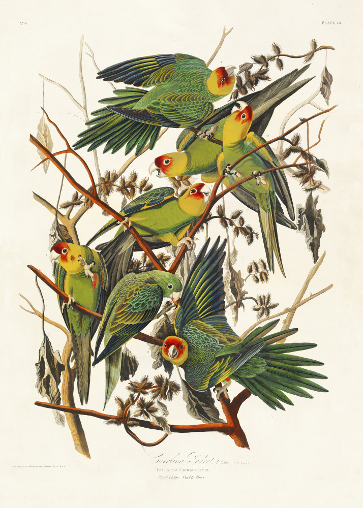 Carolina Parrot From Birds of America (1827) from John James Audubon