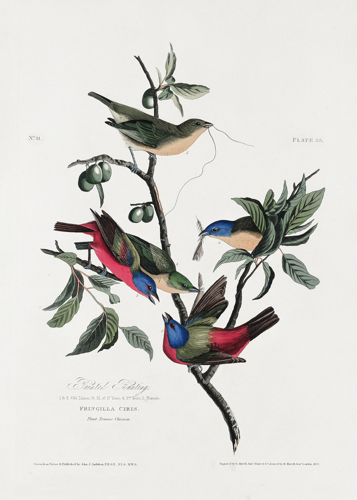 Painted Finch From Birds of America (1827) from John James Audubon
