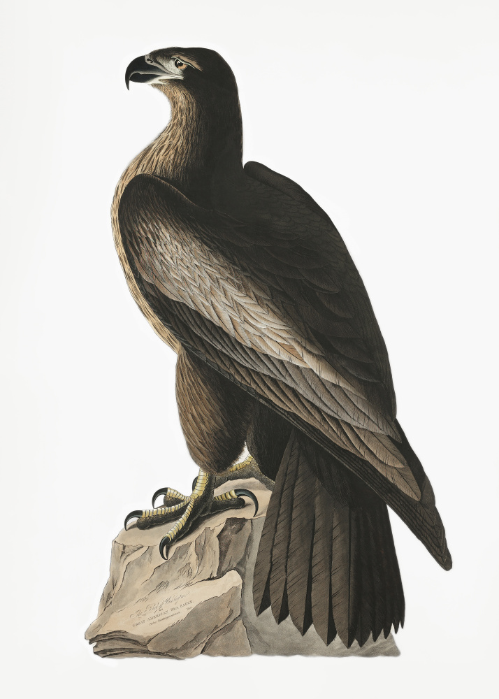 Great American Sea Eagle From Birds of America (1827) from John James Audubon