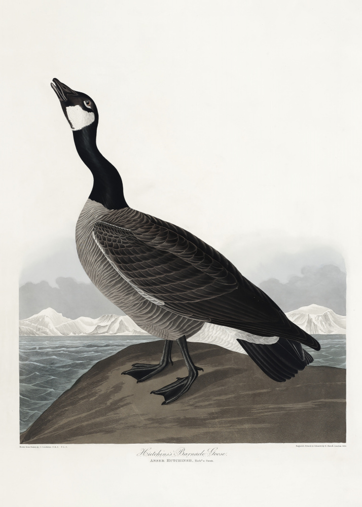 Hutchinss Barnacle Goose From Birds of America (1827) from John James Audubon