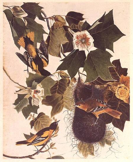 The Oriole, from Birds of America from John James Audubon