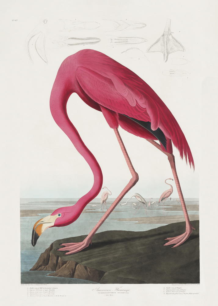 Pink Flamingo From Birds of America (1827) from John James Audubon