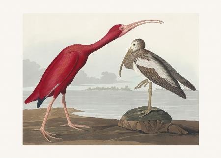 Scarlet Ibis From Birds of America (1827)