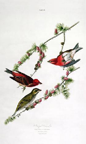 Purple Finch, from 'Birds of America', engraved by William Home (1788-1859) (coloured engraving)
