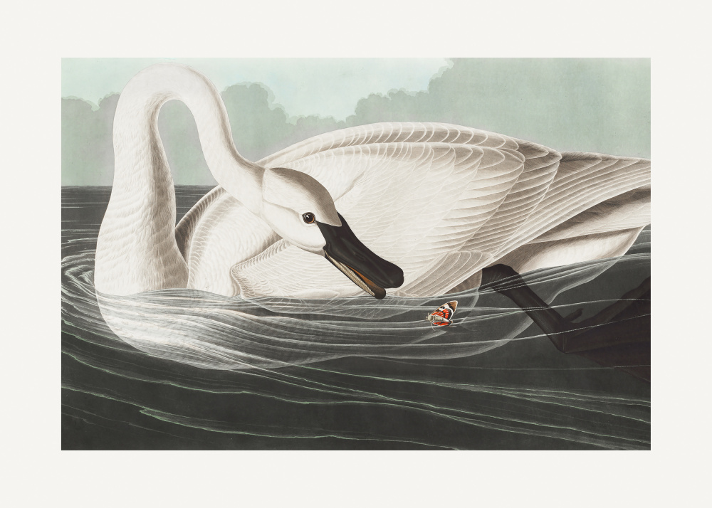 Trumpeter Swan From Birds of America (1827) from John James Audubon