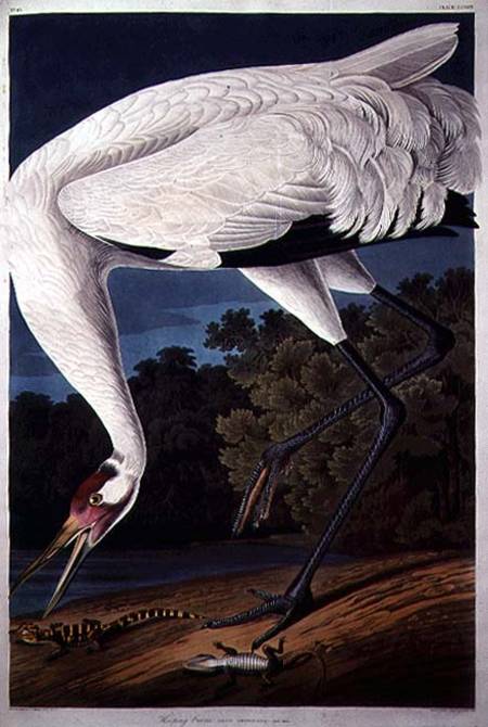 Whooping Crane, from 'Birds of America' from John James Audubon