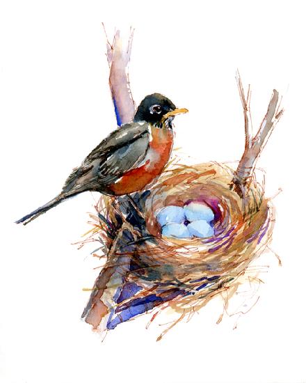 Robin with nest