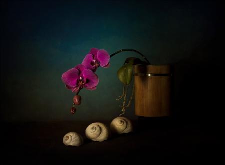 Orchid and sea shells