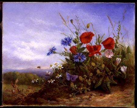 Wild Flowers on a Bank from John Rees