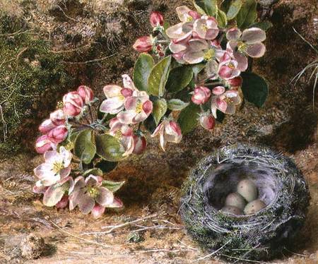 Blossom and Bird's nest from John Sherrin