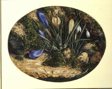 Crocuses and Snowdrops from John Sherrin
