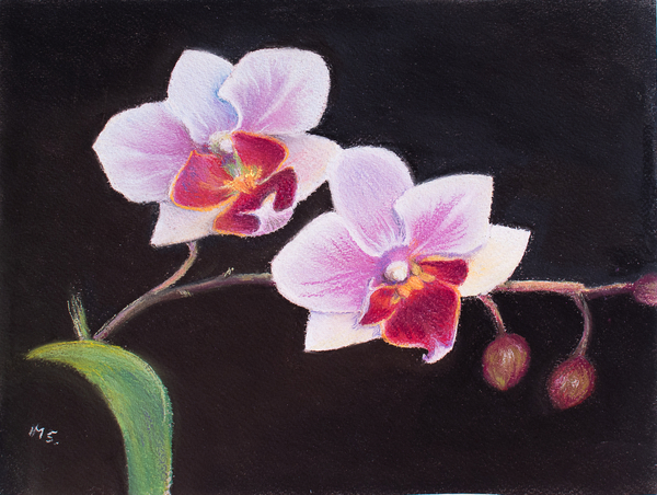 Orchid in my Bedroom from Margo Starkey