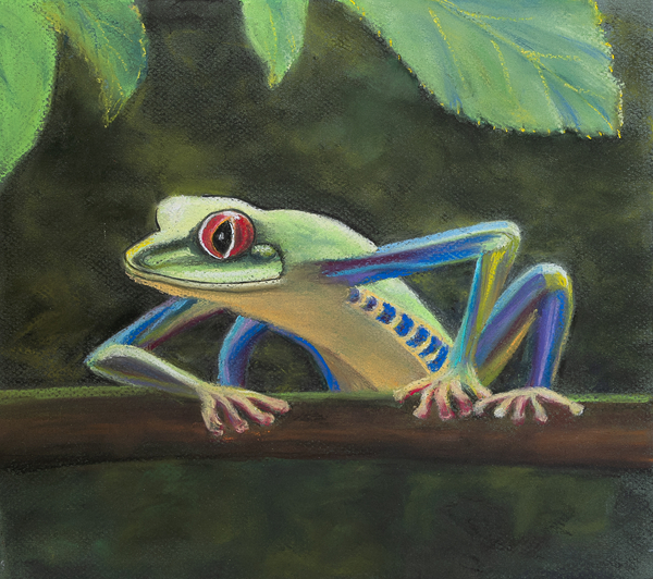 Tree frog from Margo Starkey