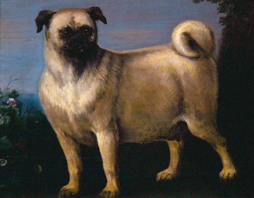 A Pug in a Landscape (oil on canvas) from John Wootton