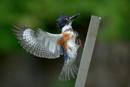 Belted Kingfisher Landing