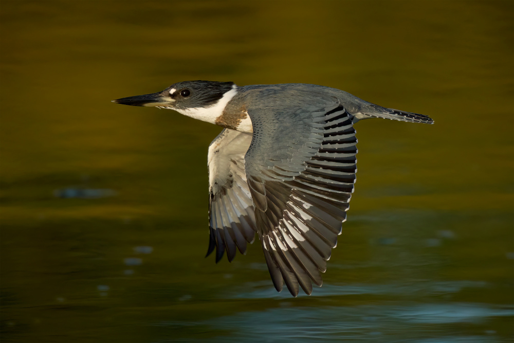 Belted Kingfisher from Johnny Chen