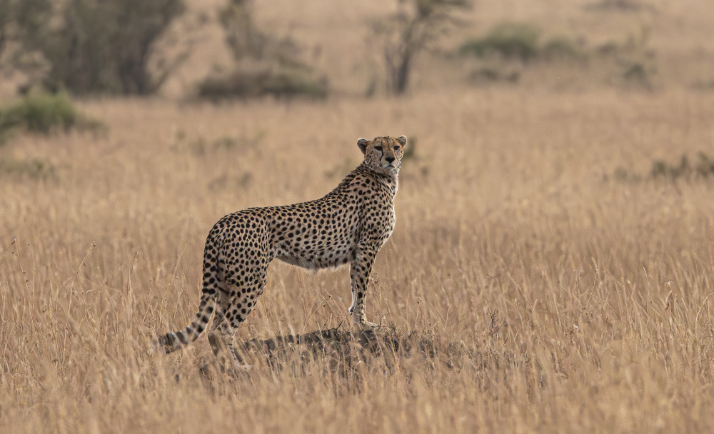 Cheetah from Johnson Huang