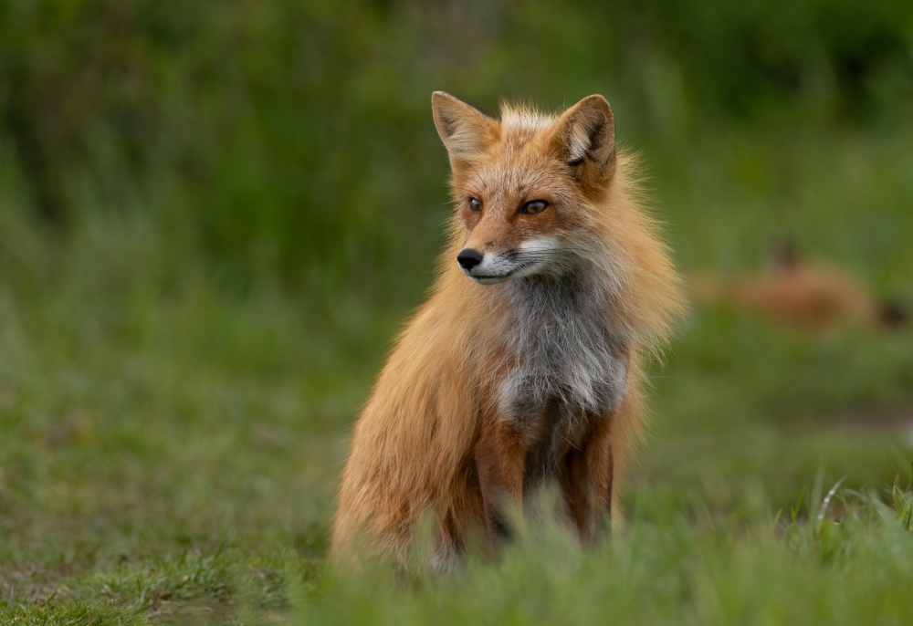Red Fox from Johnson Huang