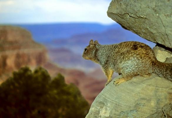 Squirrel with a View, Grand Canyon from Jonathan Cohen