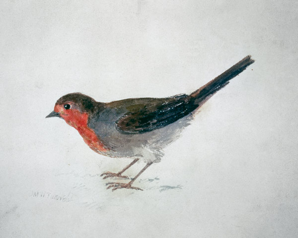 Robin, from The Farnley Book of Birds, c.1816 (pencil and w/c on paper) from William Turner
