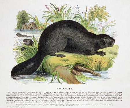 The Beaver, educational illustration pub. by the Society for Promoting Christian Knowledge, 1843 (aq