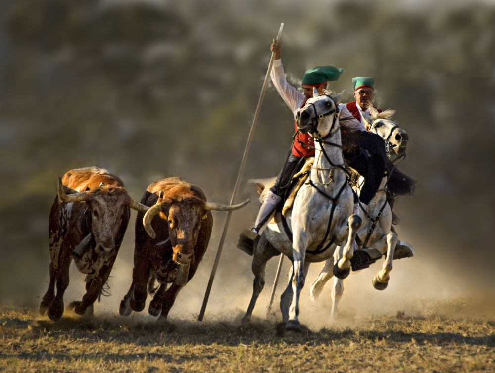 Campinos of Portugal from Jovelino