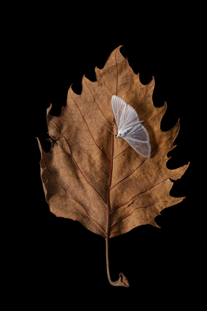 Autumn moth from JUAN CARLOS HERVÁS MARTÍNEZ