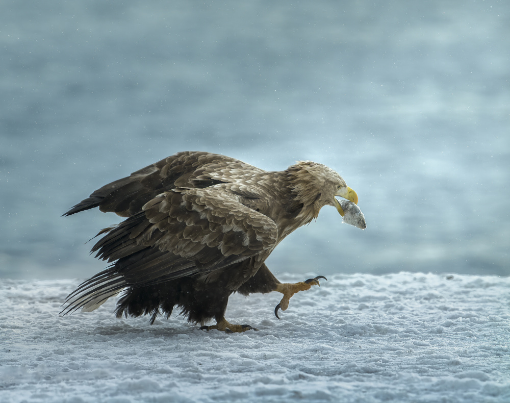 white-tailed Eagle with prey from Judy Tseng