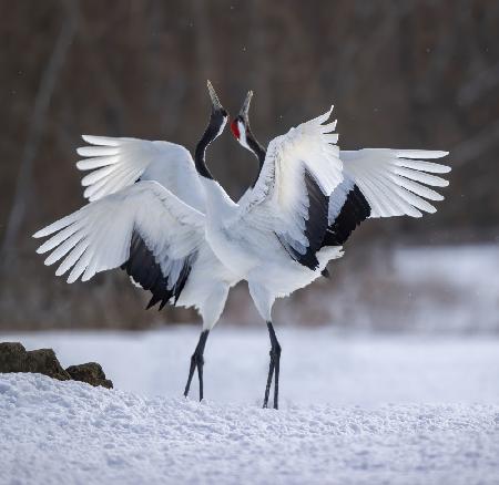 Red-crowned Crane dance