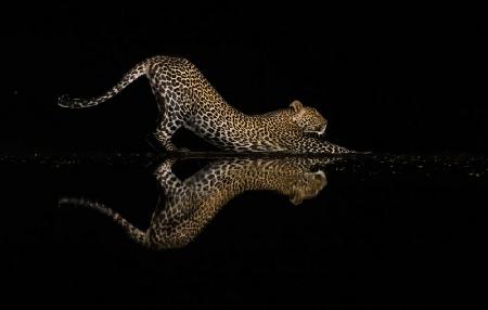 Leopard style yoga