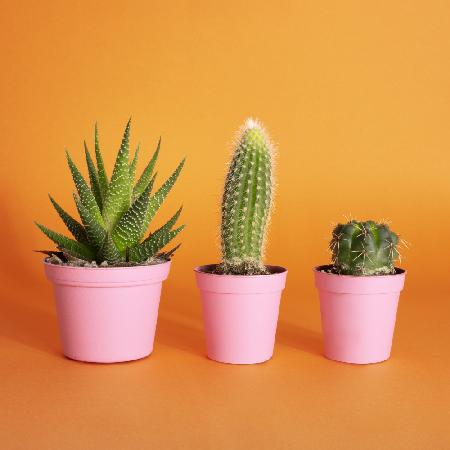 Cactus.2.1