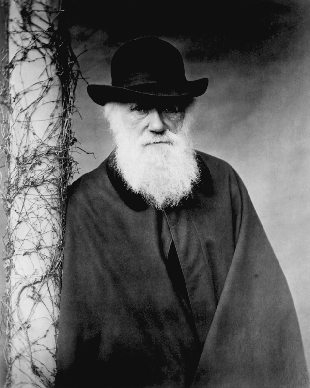 Portrait of Charles Darwin (1809-82) 1881 (b/w photo)  from Julia Margaret Cameron