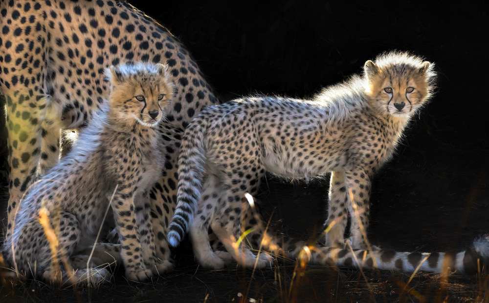 Baby Cheetahs from Jun Zuo