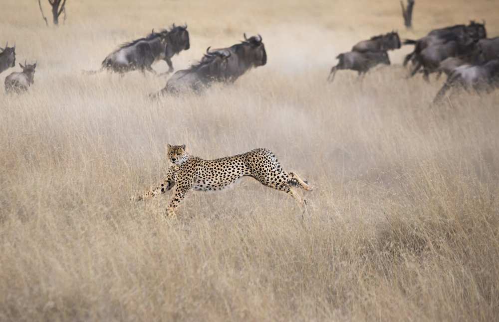 Cheetah Hunting from Jun Zuo