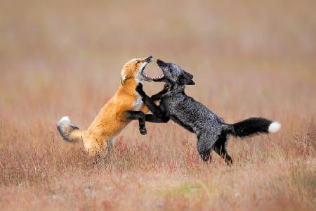 Foxs Playing
