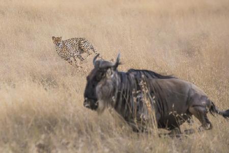 Cheetah Hunting - 2