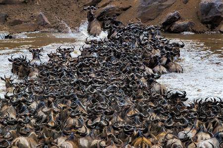 Wildebeests Crossing River