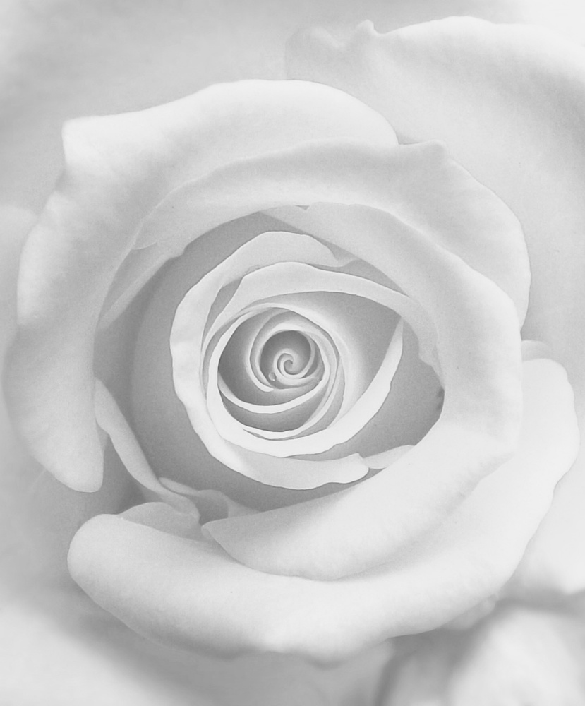 The Rose from kahar lagaa