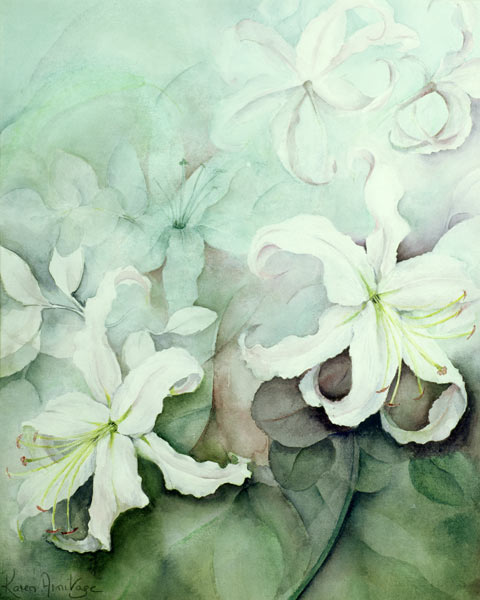 Lilies, white Auratum  from Karen  Armitage