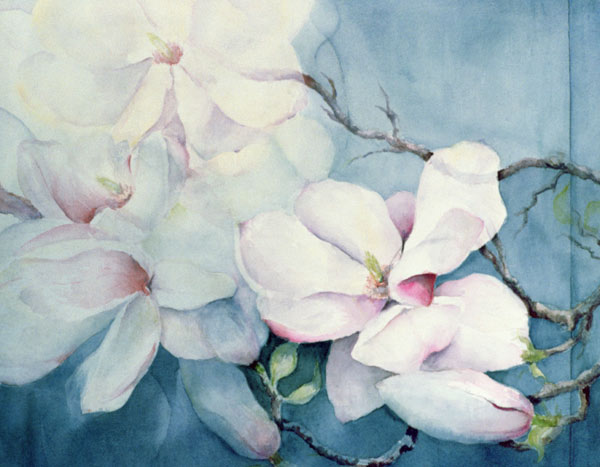 Magnolia Soulangeana (horizontal)  from Karen  Armitage