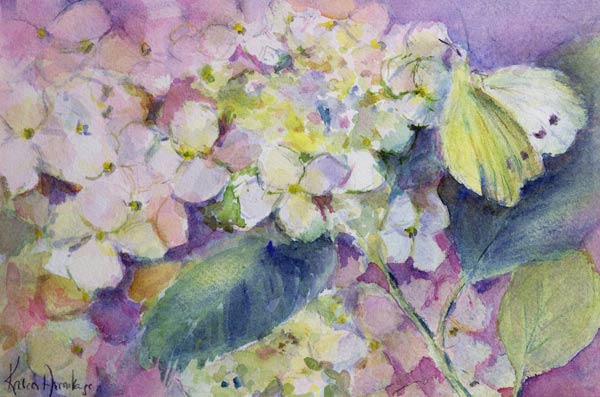 Pale Clouded Yellow Butterfly, Colias Hyale on Hydrangea  from Karen  Armitage