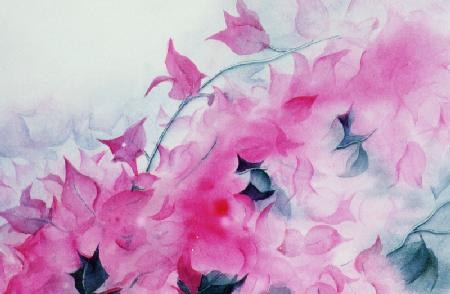 Bougainvillia 