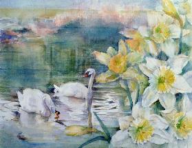 Swans at Hurst 