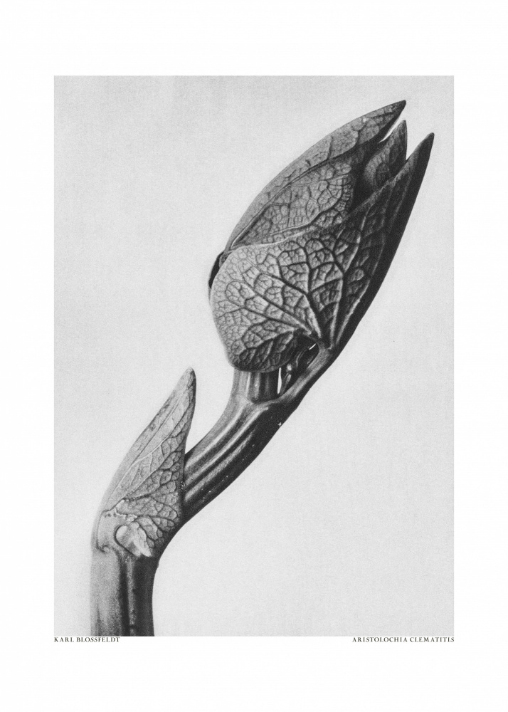 Aristolochia clematitis from Karl Blossfeldt