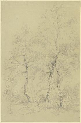 Three birch trees