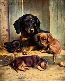 A dachshund family from Karl Reichert