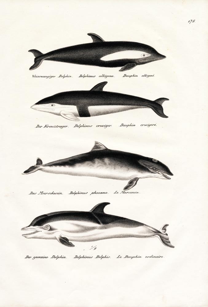 Different Kinds Of Dolphins from Karl Joseph Brodtmann