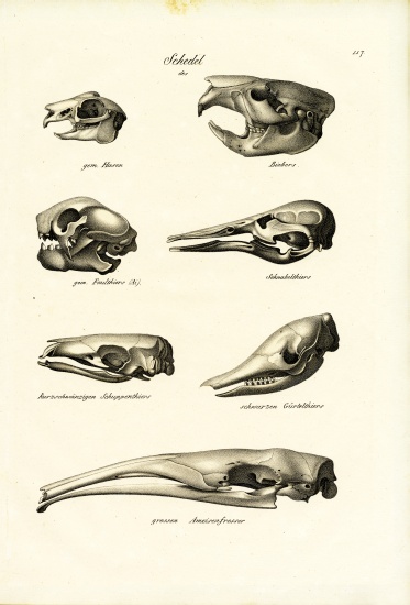 Animal Skulls from Karl Joseph Brodtmann