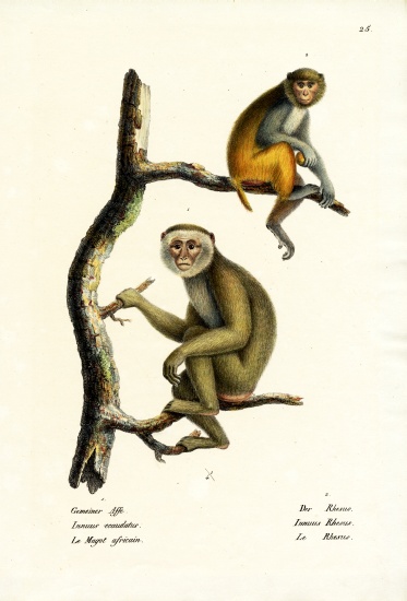 Barbary Macaque from Karl Joseph Brodtmann